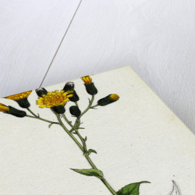 Hieracium Prenanthoides Rough-Leaved Hawkweed by Anonymous