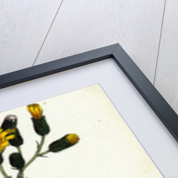 Hieracium Prenanthoides Rough-Leaved Hawkweed by Anonymous