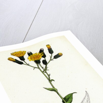 Hieracium Prenanthoides Rough-Leaved Hawkweed by Anonymous