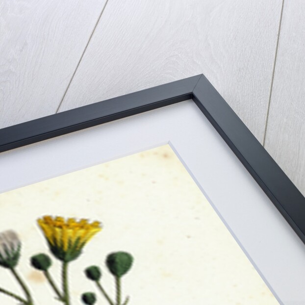 Hieracium Borreri Borrer's Hawkweed by Anonymous