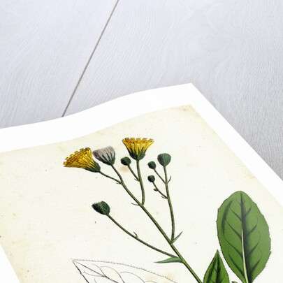 Hieracium Borreri Borrer's Hawkweed by Anonymous