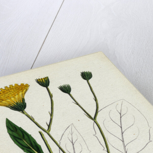 Hieracium Anglicum Var. Genuinum English Hawkweed Var. A. by Anonymous