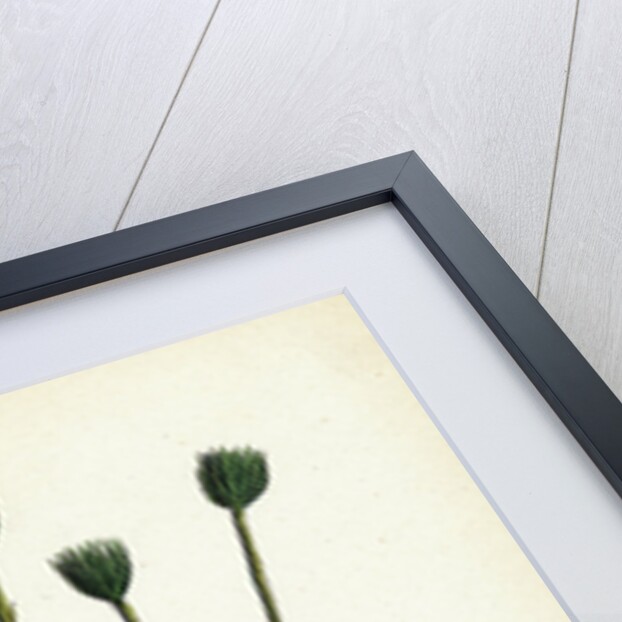 Hieracium Anglicum Var. Genuinum English Hawkweed Var. A. by Anonymous