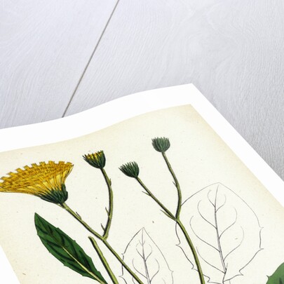 Hieracium Anglicum Var. Genuinum English Hawkweed Var. A. by Anonymous