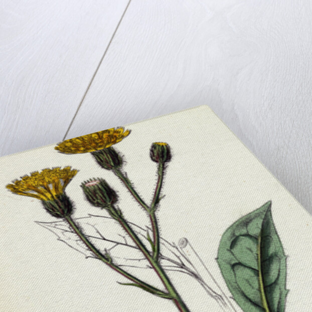 Hieracium Iricum Irish Hawkweed by Anonymous