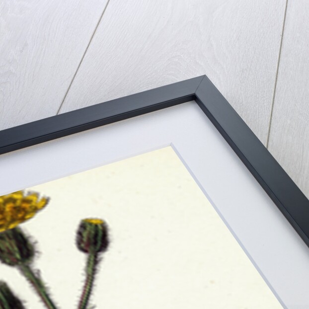 Hieracium Iricum Irish Hawkweed by Anonymous