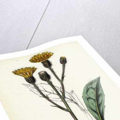 Hieracium Iricum Irish Hawkweed by Anonymous