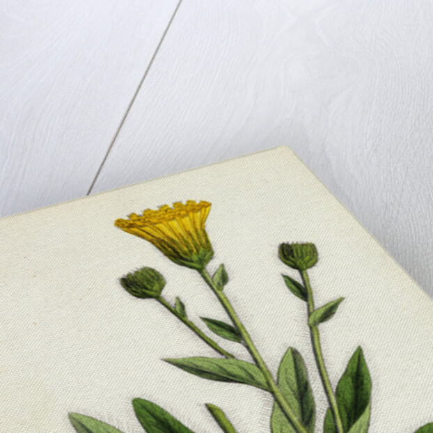 Hieracium Villosum Shaggy Hawkweed by Anonymous