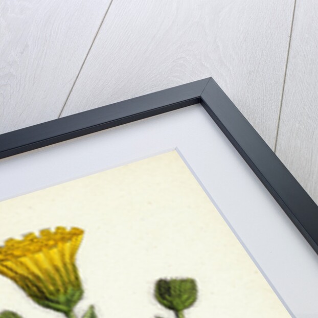 Hieracium Villosum Shaggy Hawkweed by Anonymous