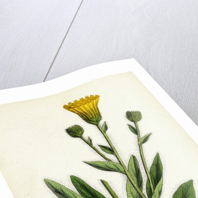 Hieracium Villosum Shaggy Hawkweed by Anonymous