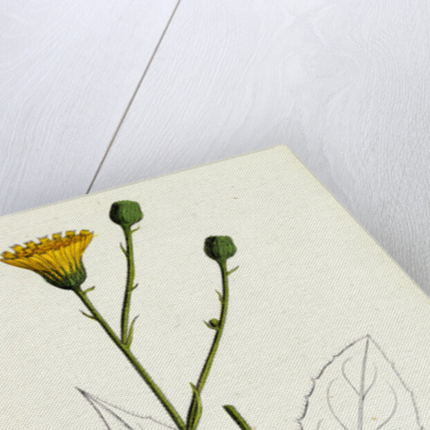 Hieracium Pallidum Pale Hawkweed by Anonymous