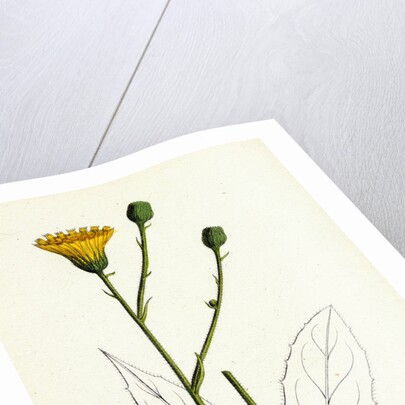 Hieracium Pallidum Pale Hawkweed by Anonymous