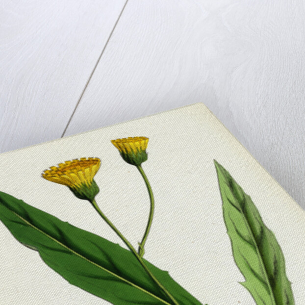 Hieracium Argenteum Silvery Hawkweed by Anonymous