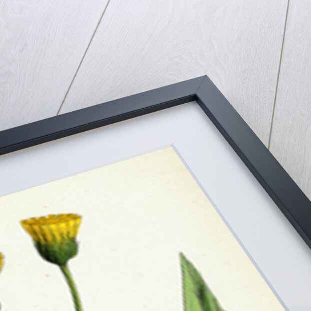 Hieracium Argenteum Silvery Hawkweed by Anonymous