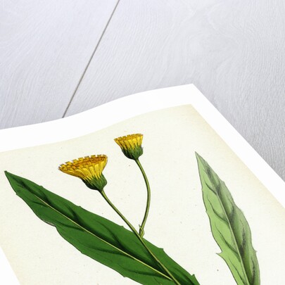 Hieracium Argenteum Silvery Hawkweed by Anonymous