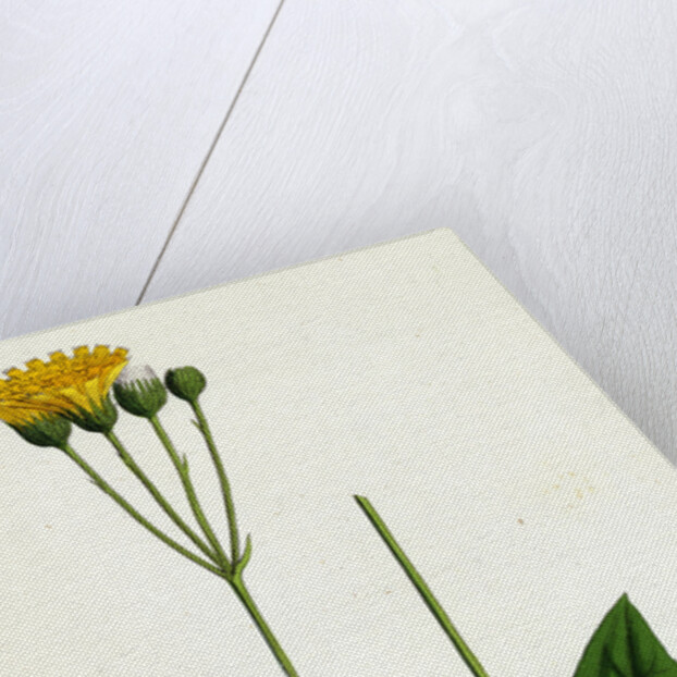 Hieracium Aggregatum Compact Hawkweed by Anonymous