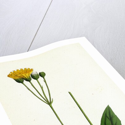 Hieracium Aggregatum Compact Hawkweed by Anonymous