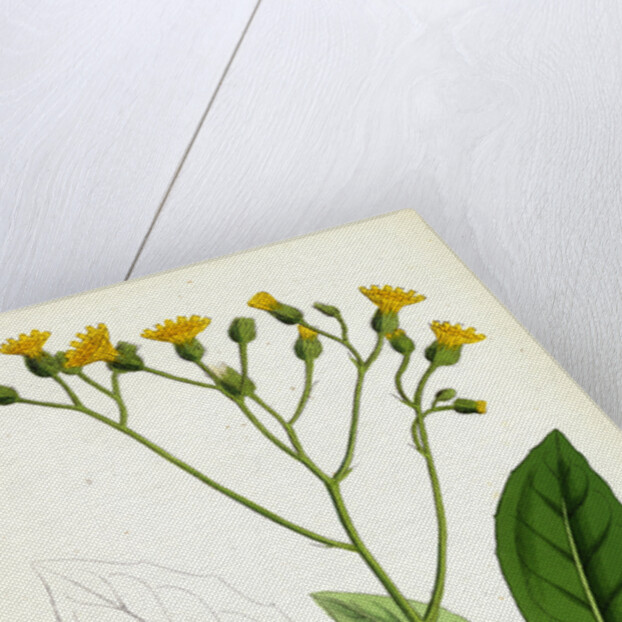 Hieracium Murorum Wall Hawkweed by Anonymous