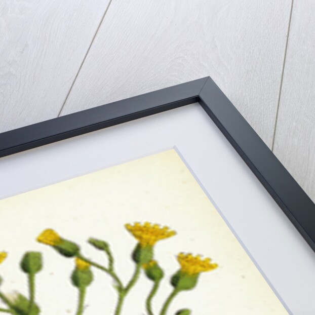 Hieracium Murorum Wall Hawkweed by Anonymous