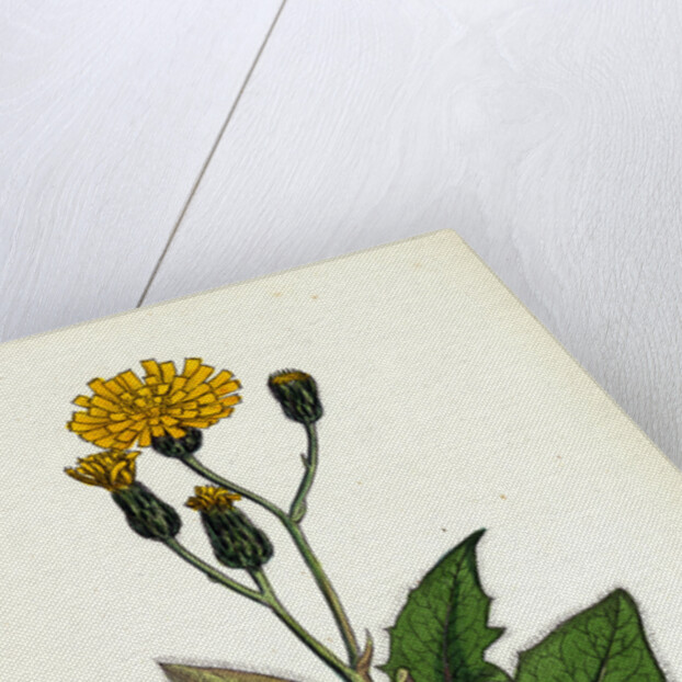 Hieracium Caesium Caesious Hawkweed by Anonymous