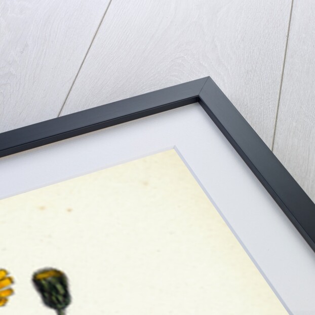 Hieracium Caesium Caesious Hawkweed by Anonymous