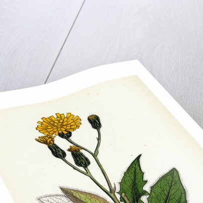 Hieracium Caesium Caesious Hawkweed by Anonymous