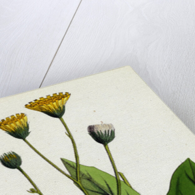 Hieracium Flocculosum Stellately-Downy Hawkweed by Anonymous