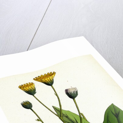 Hieracium Flocculosum Stellately-Downy Hawkweed by Anonymous