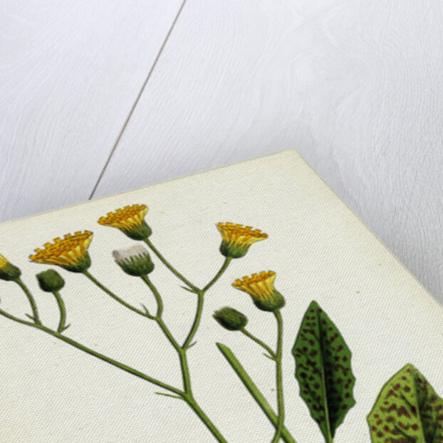 Hieracium Maculatum Spotted Hawkweed by Anonymous