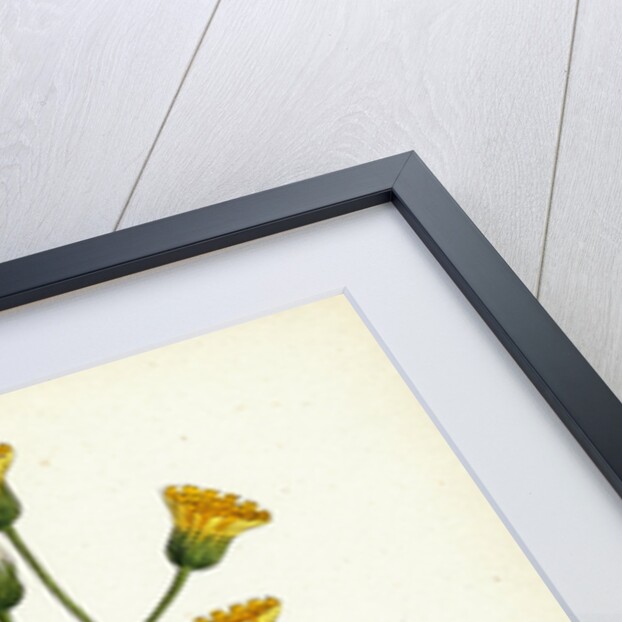 Hieracium Maculatum Spotted Hawkweed by Anonymous