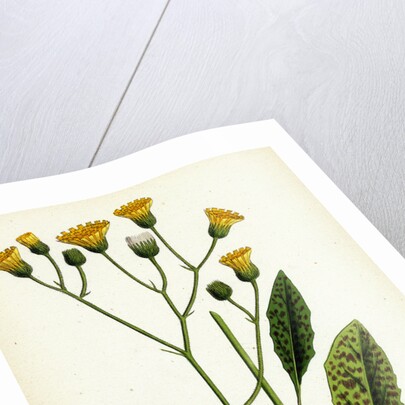 Hieracium Maculatum Spotted Hawkweed by Anonymous