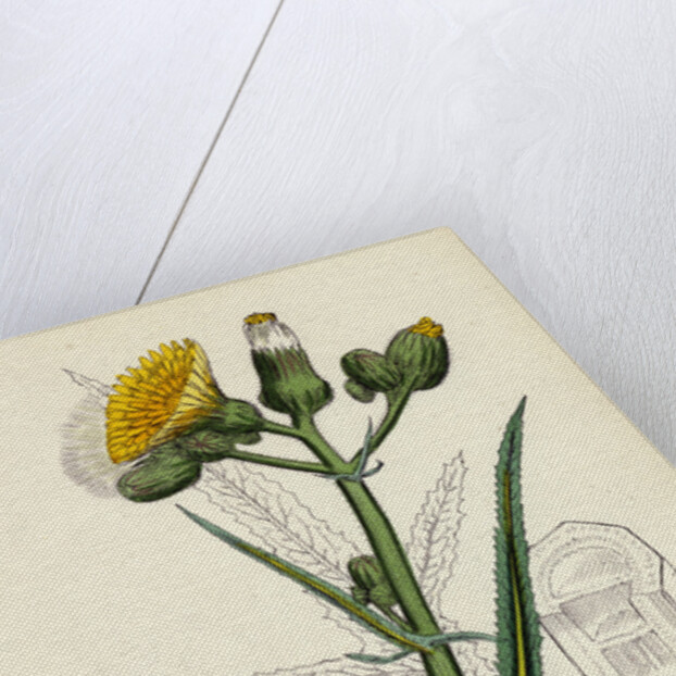 Sonchus Palustris Marsh Sow-Thistle by Anonymous