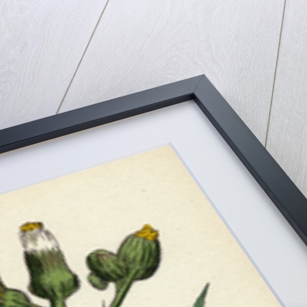 Sonchus Palustris Marsh Sow-Thistle by Anonymous