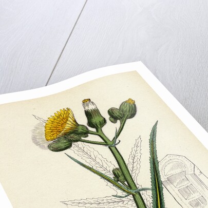 Sonchus Palustris Marsh Sow-Thistle by Anonymous