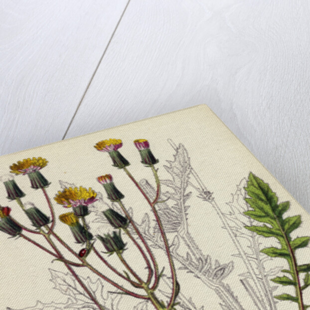 Crepis Taraxacifolia Small Rough Hawk's-Beard by Anonymous