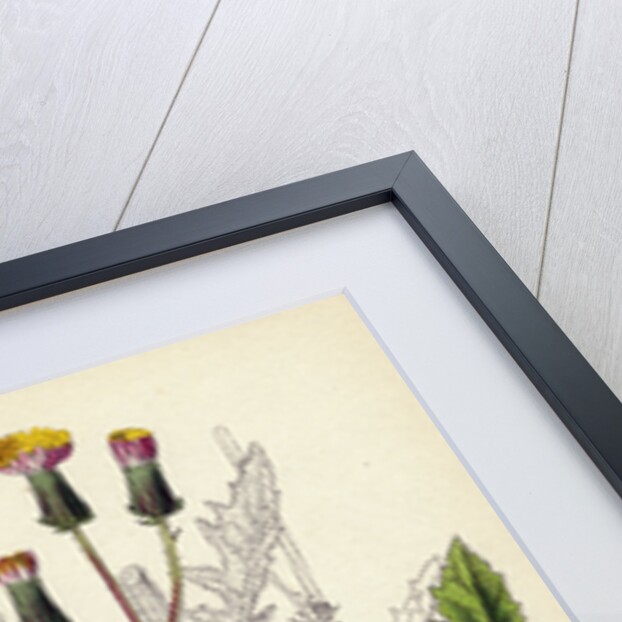 Crepis Taraxacifolia Small Rough Hawk's-Beard by Anonymous