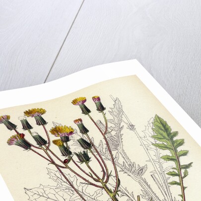 Crepis Taraxacifolia Small Rough Hawk's-Beard by Anonymous