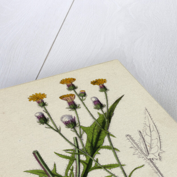 Crepis Setosa Bristly Hawk's-Beard by Anonymous