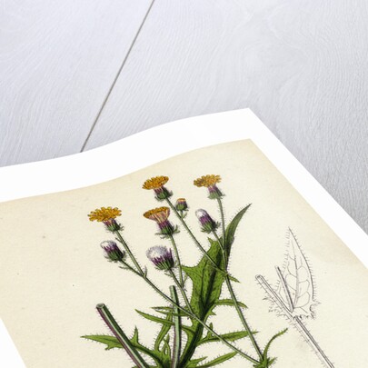 Crepis Setosa Bristly Hawk's-Beard by Anonymous