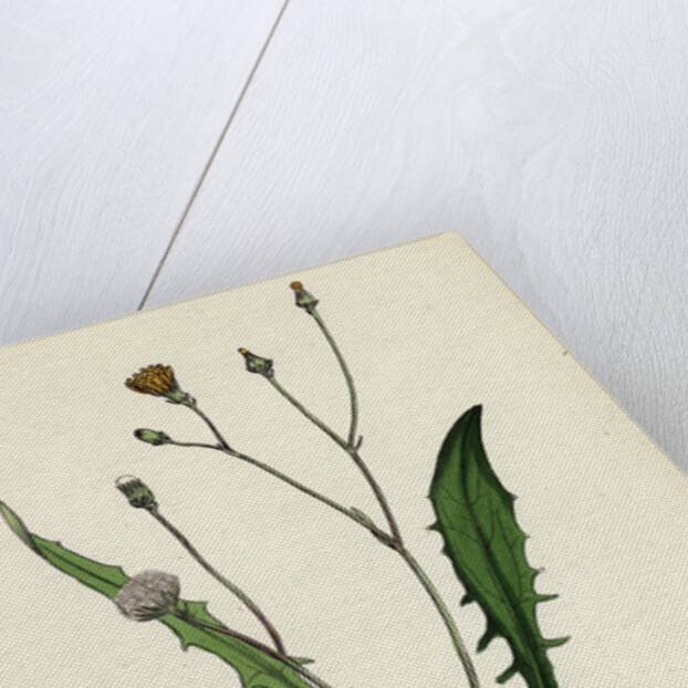 Crepis Virens Smooth Hawk's-Beard by Anonymous