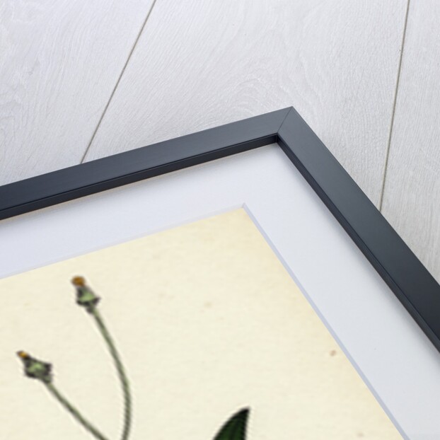 Crepis Virens Smooth Hawk's-Beard by Anonymous