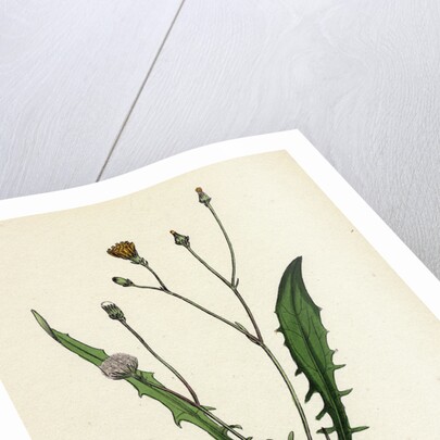 Crepis Virens Smooth Hawk's-Beard by Anonymous