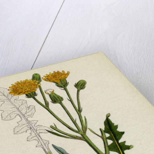 Crepis Biennis Large Rough Hawk's-Beard by Anonymous