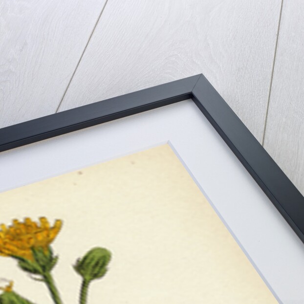 Crepis Biennis Large Rough Hawk's-Beard by Anonymous