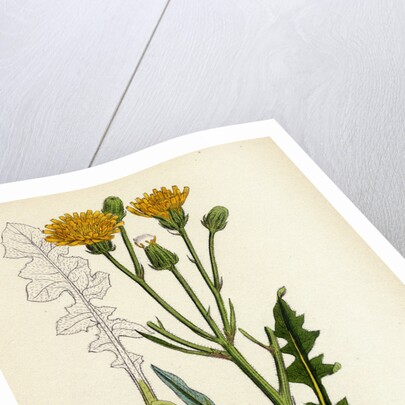 Crepis Biennis Large Rough Hawk's-Beard by Anonymous