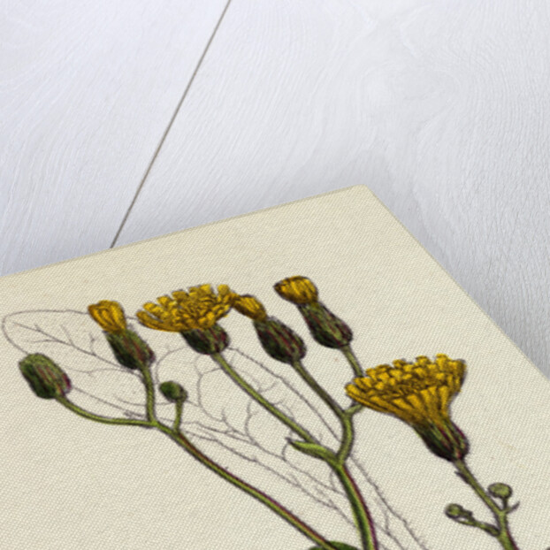 Crepis Succisifolia Scabious-Leaved Hawk's-Beard by Anonymous