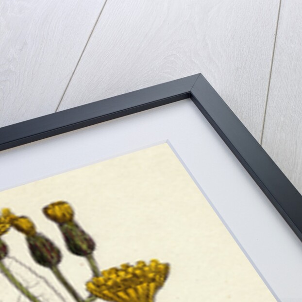 Crepis Succisifolia Scabious-Leaved Hawk's-Beard by Anonymous