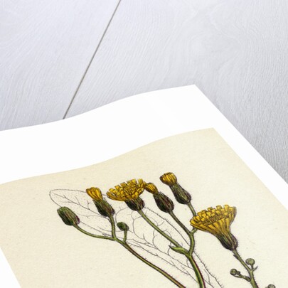 Crepis Succisifolia Scabious-Leaved Hawk's-Beard by Anonymous