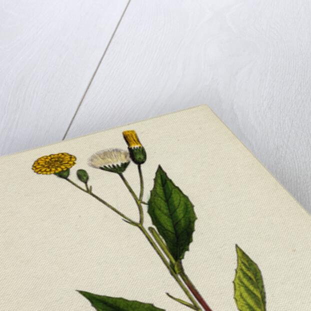 Crepis Paludosa Marsh Hawk's-Beard by Anonymous