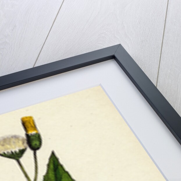 Crepis Paludosa Marsh Hawk's-Beard by Anonymous